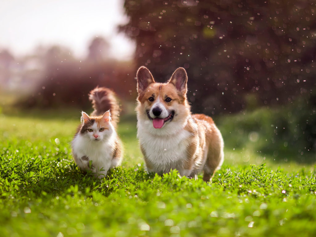 Furry Friends Red Cat And Corgi Dog Walking In A Summer Meadow U