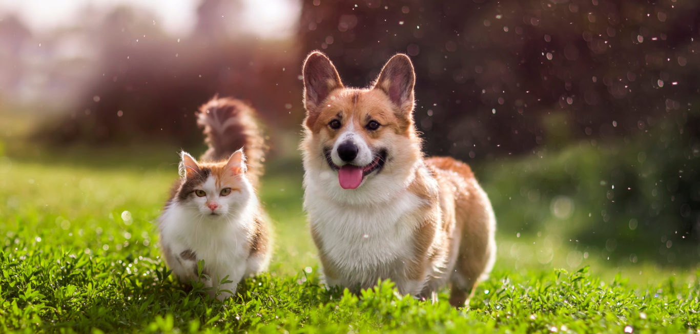 Furry Friends Red Cat And Corgi Dog Walking In A Summer Meadow U